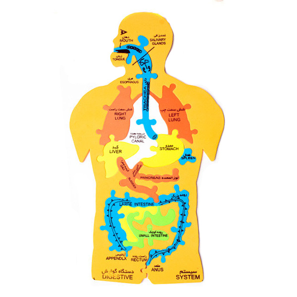 پازل فومی اعضای بدن