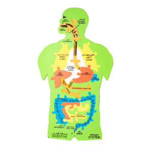پازل فومی اعضای بدن